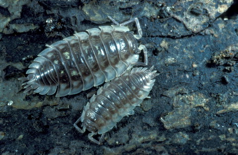 Fotos af glat bænkebider(Oniscus asellus) under bark i skoven. Et af billederne fra A-Z Fotos. 