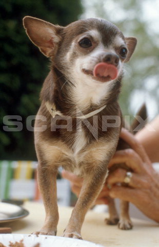 Billeder af Chihuahuahunde i arkiv hos A-Z Fotos.