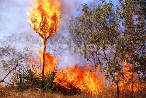 Billede af skovbrand i Australien, i Northern Territory. Et arkivfoto i A-Z Fotos.